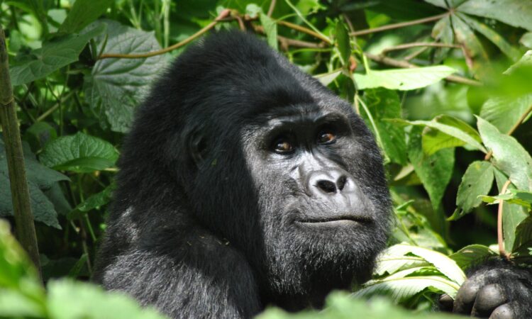 How difficult is Gorilla Trekking in Uganda & Rwanda