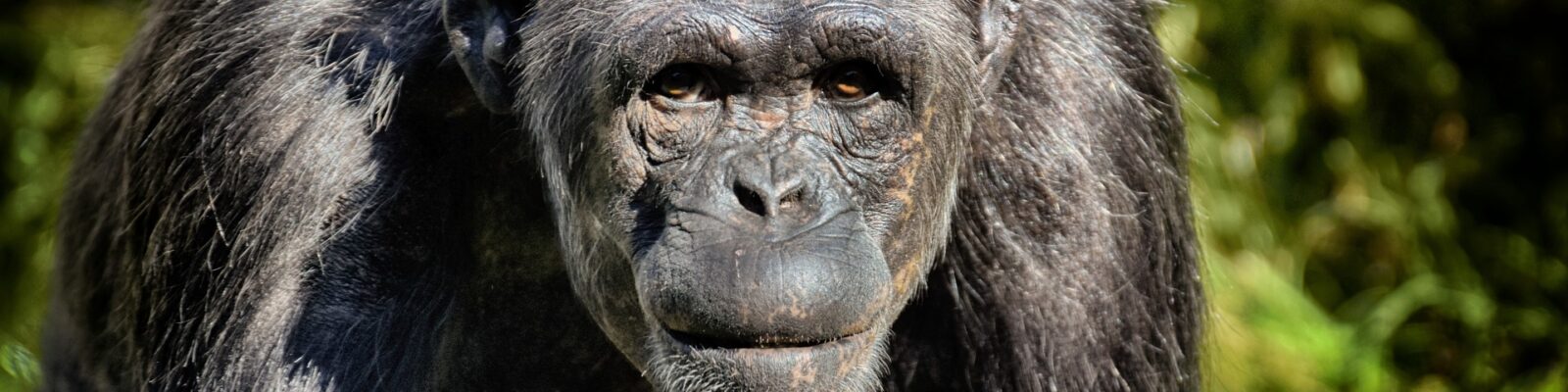How do Chimpanzee Adapt to the environment