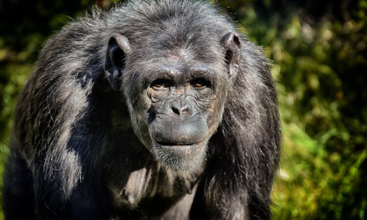 How do Chimpanzee Adapt to the environment