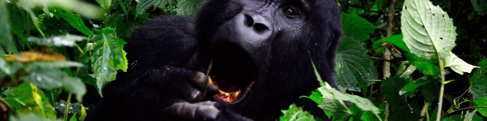 How do gorillas sleep