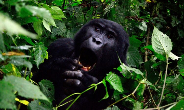 How do gorillas sleep