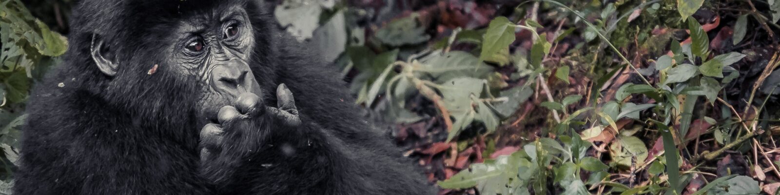 How to save gorillas