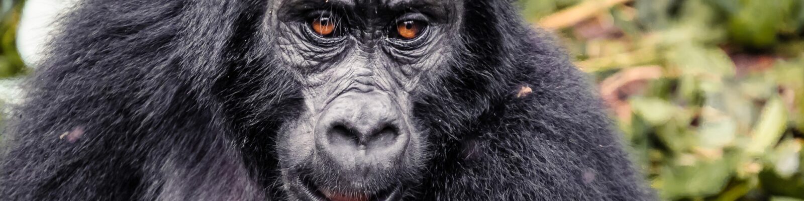 Is gorilla trekking safe