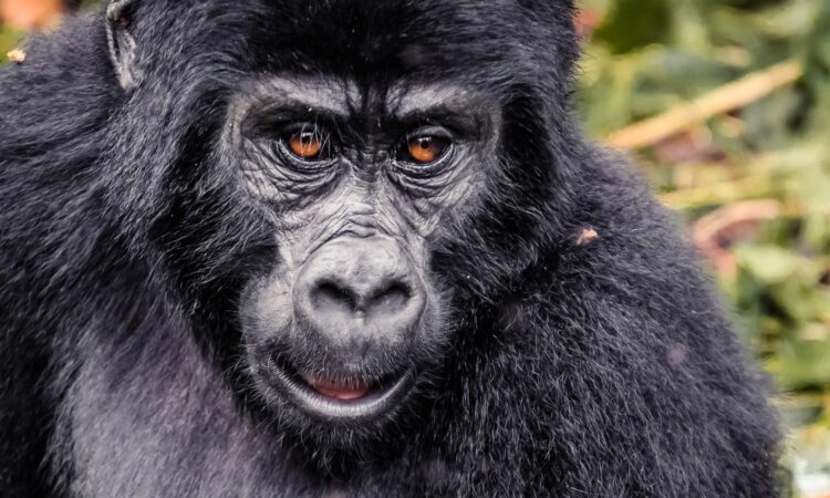 Is gorilla trekking safe