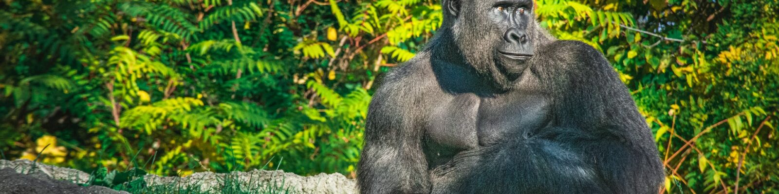 Is there Gorilla Habituation in Rwanda