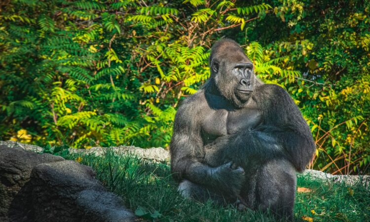 Is there Gorilla Habituation in Rwanda