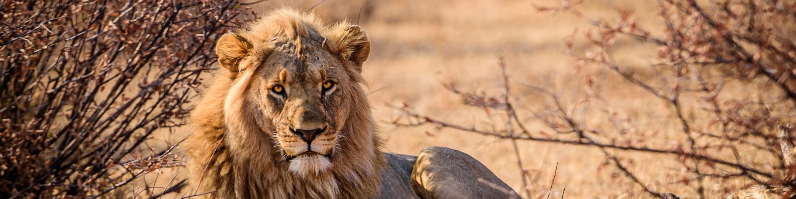 Lion Tracking in Uganda