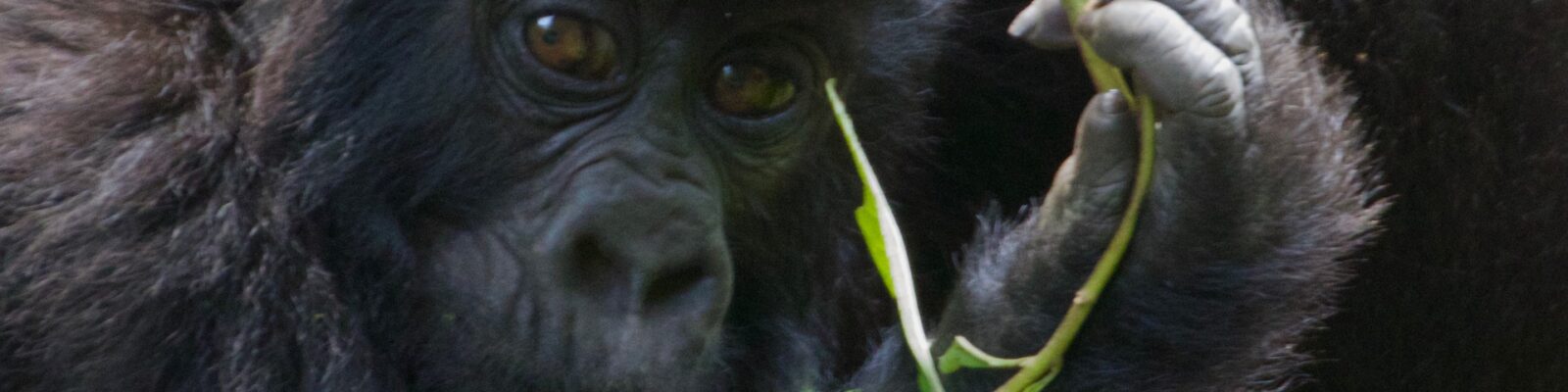 Minimum Age for Gorilla Trekking