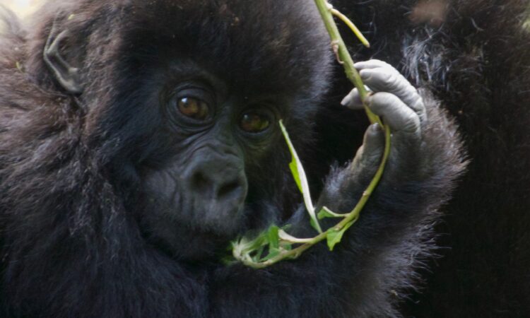 Minimum Age for Gorilla Trekking