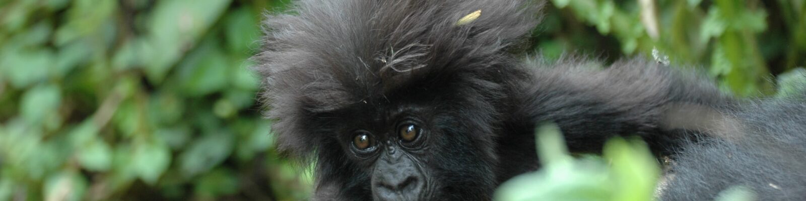 Best Place to See Mountain Gorillas in Africa