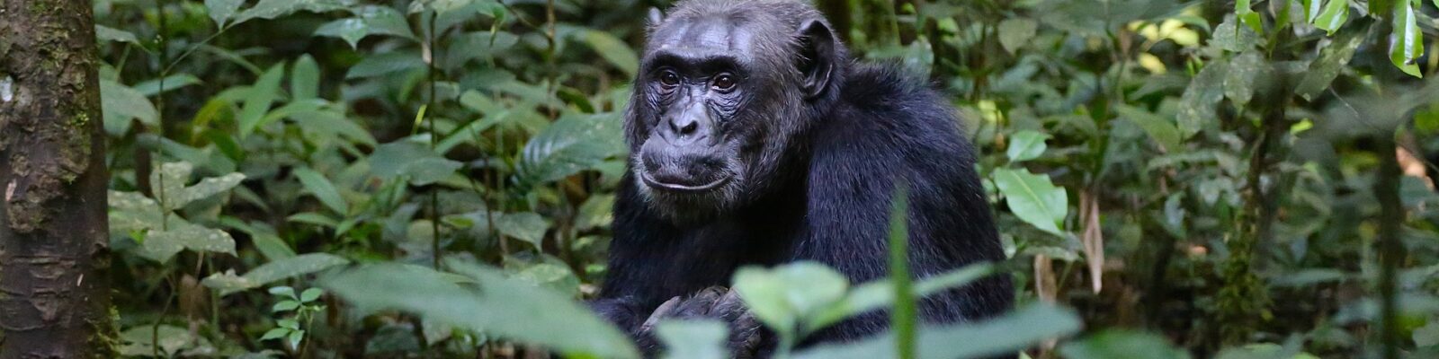 The Common Chimpanzee