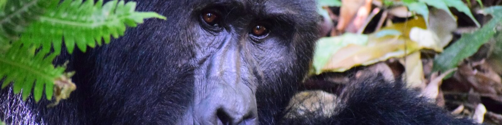 The Gorilla Habituation Experience in Uganda