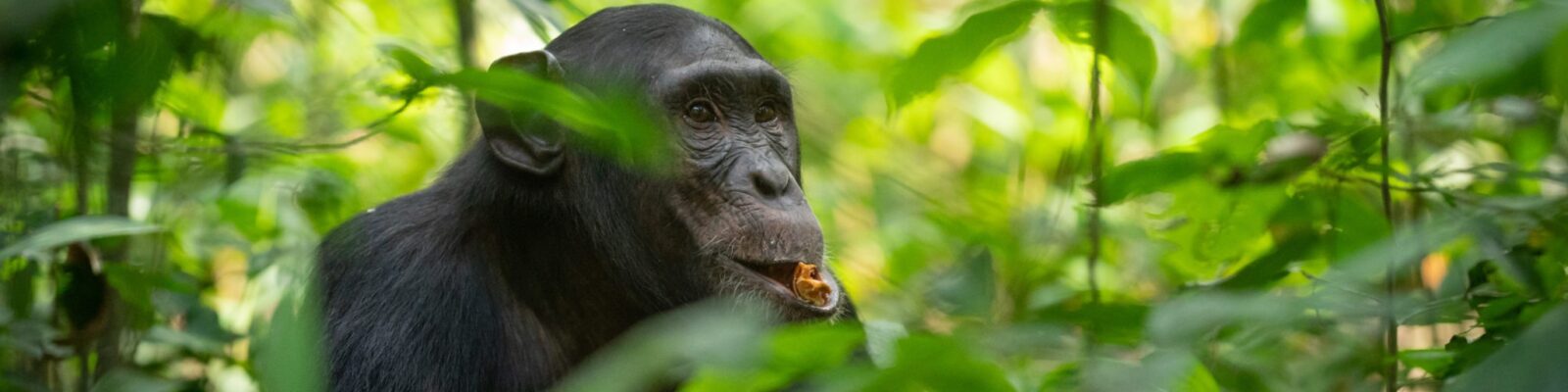 Are Chimpanzees Endangered