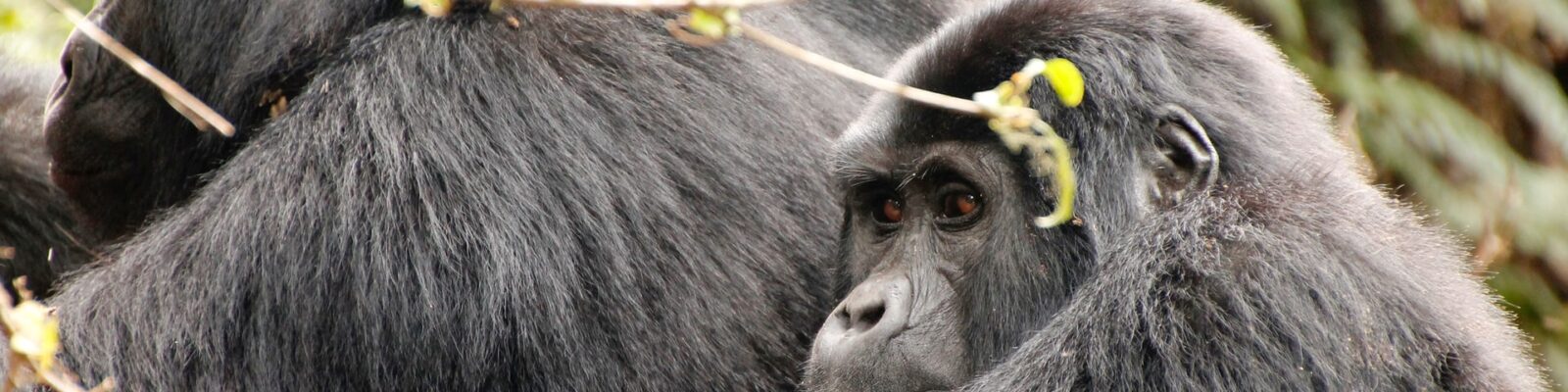 Advantages of Gorilla Tourism in Bwindi